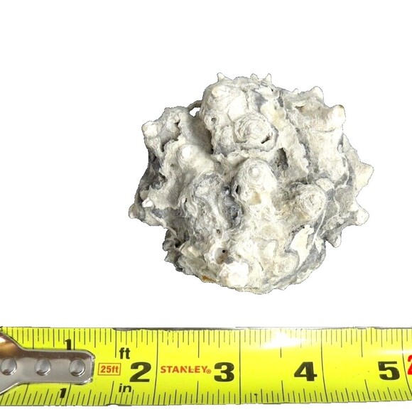 Unique Gray Conch Fossil Seashell Sea Shell Whelk Nautical Crafting Real Beach - Picture 6 of 6